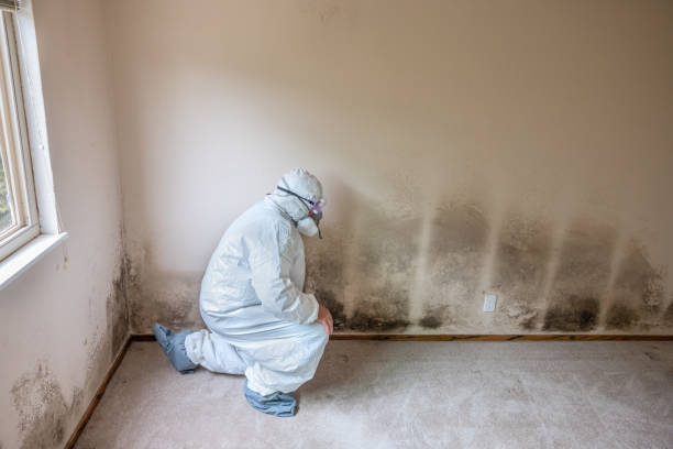 Best Home Mold Removal  in Oran, MO