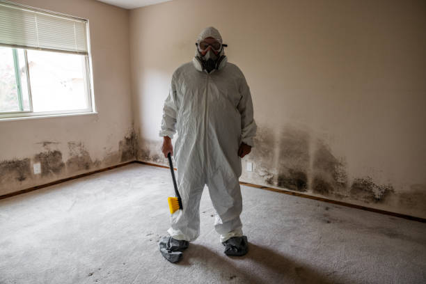 Mold Testing and Removal in Oran, MO