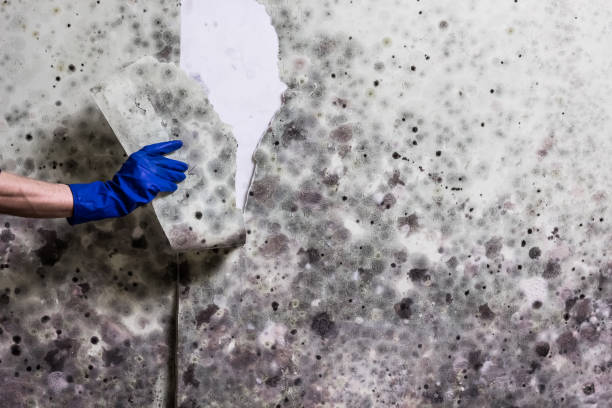 Best Mold Removal Near Me  in Oran, MO