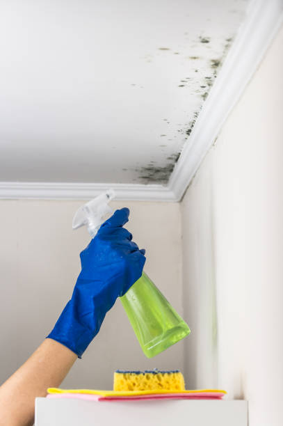 Reliable Oran, MO Mold Removal Solutions
