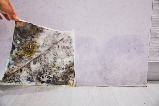 Best Mold Remediation  in Oran, MO
